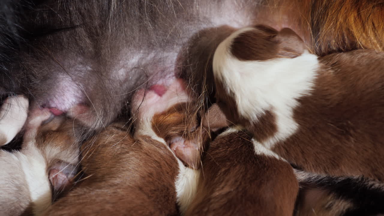 primer plano de cachorros tomando leche de mamá