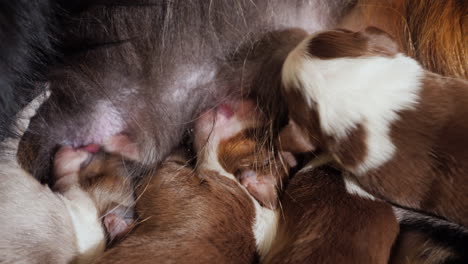 primer plano de cachorros tomando leche de mamá