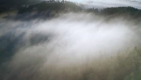 Sun-is-rising-over-the-hill-illuminating-pine-tops,-while-translucent-early-morning-fog-is-leisurely-floating-among-the-trees