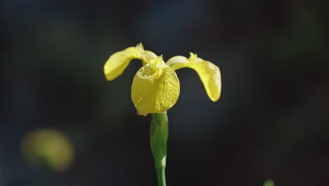 Gelbe-Lilien-Mit-Dunklem-Hintergrund