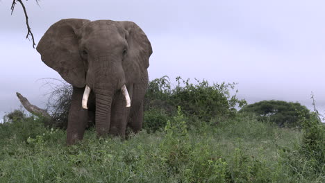 African-Elephant-big-bull-walking-in-shrubs-in-low-angle-view,-of-Amboseli-N