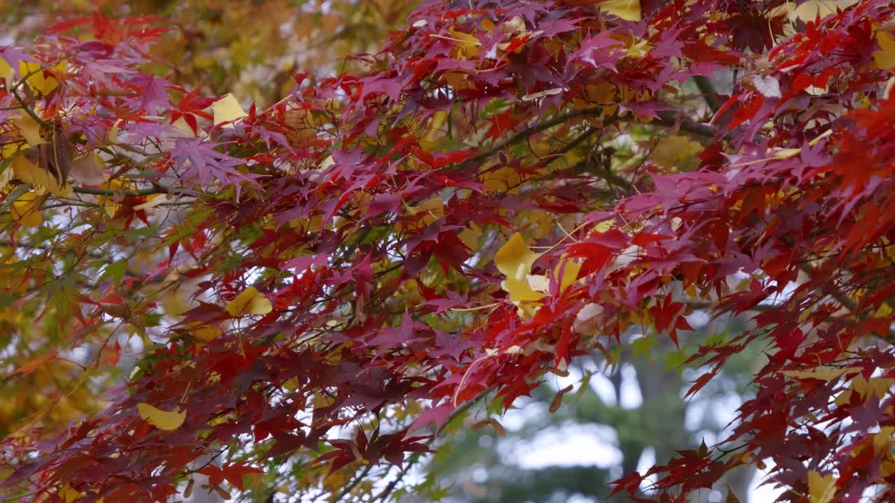 Close up macro slider over beautiful fall color maple leafs with fallen Ginkgo