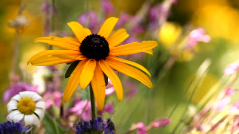 View-of-yellow-daisy-amongst-garden-flowers