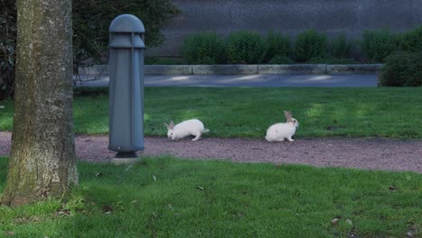 handheld wide shot of a cute little bunny running to their bunny friend and sniff each other like they would kiss