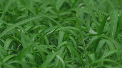 Rain-falling-on-the-Water-Spinach-in-a-garden,-Ipomoea-aquatica