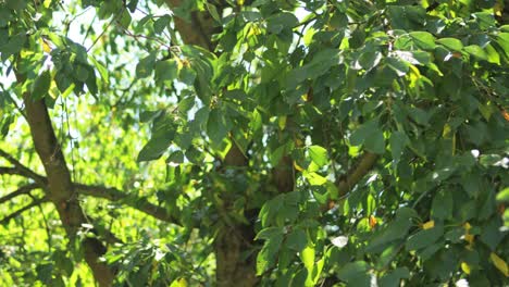 close-up of green tree
