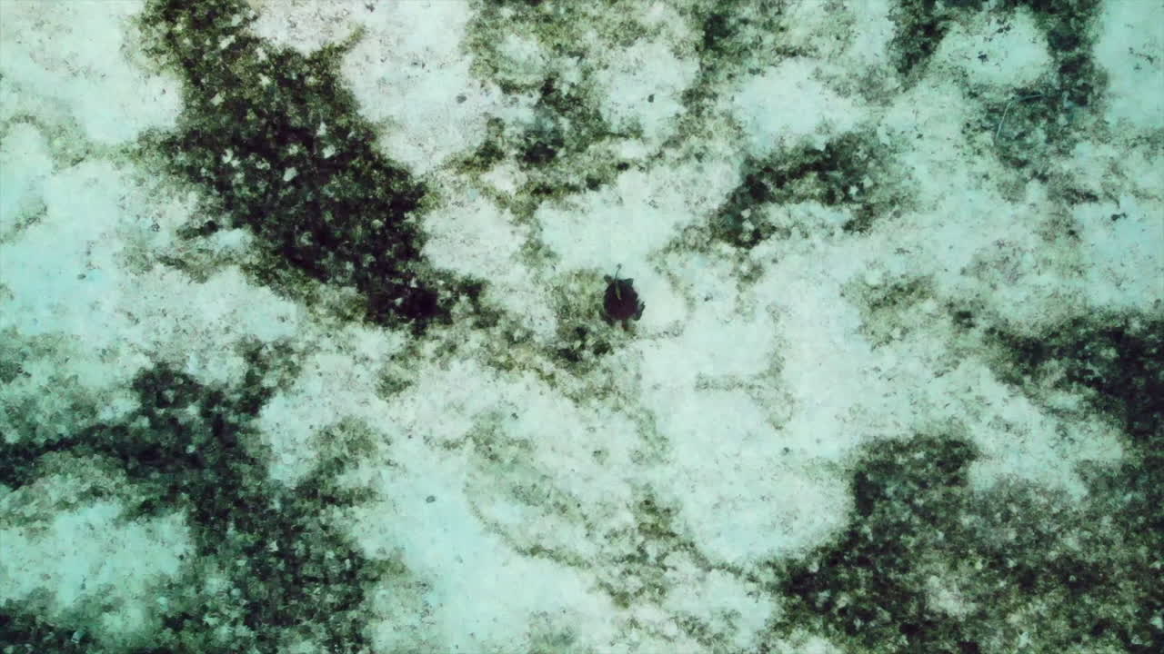 태평양의 해저 물고기, 드론 4k 뉴칼레도니아 거북이