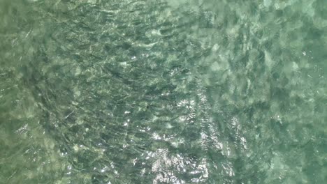 Aerial-zenith-view-zoom-out-group-of-bonefish-fishes-swim-underwater-caribbean-sea