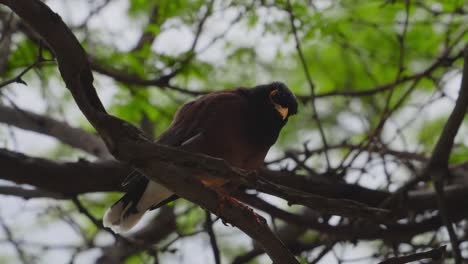 a myna bird or mynah bird looks inquisitively at the camera before flying away