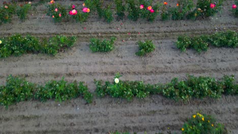 Luftaufnahme-Einer-Blumenfarm-Mit-Reihen-Und-Gängen-Mit-Einer-Vielzahl-Bunter-Arten