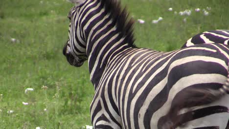 two zebra heads cuddled together touching noses, one zebra separates and walks away