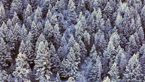 Colorado Christmas shaded cool blue Rocky Mountains snowing below freezing frosted first snow pine tree forest Evergreen Morrison Denver Mount Blue Sky Evans cinematic aerial drone left slide motion