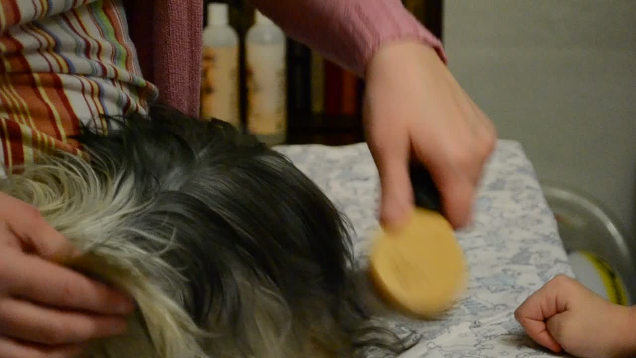 Yorkshire terrier