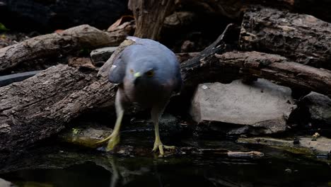 the shikra is a small bird of prey found in asia and africa