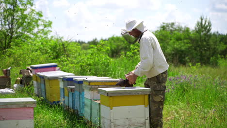 apiarist examining bees. beekeper works at apiary on beautiful nature background. rows of beehives on green grass. bees collecting honey.