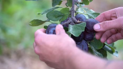 Männliche-Hände,-Die-Sanft-Pflaumen-Prüfen,-Die-Am-Obstbaum-Hängen---Bauer,-Der-Früchte-Vor-Der-Ernte-Inspiziert---Hardanger-Norwegen---Statische-Nahaufnahme-Mit-Flachem-Fokus-Und-Unscharfem-Hintergrund