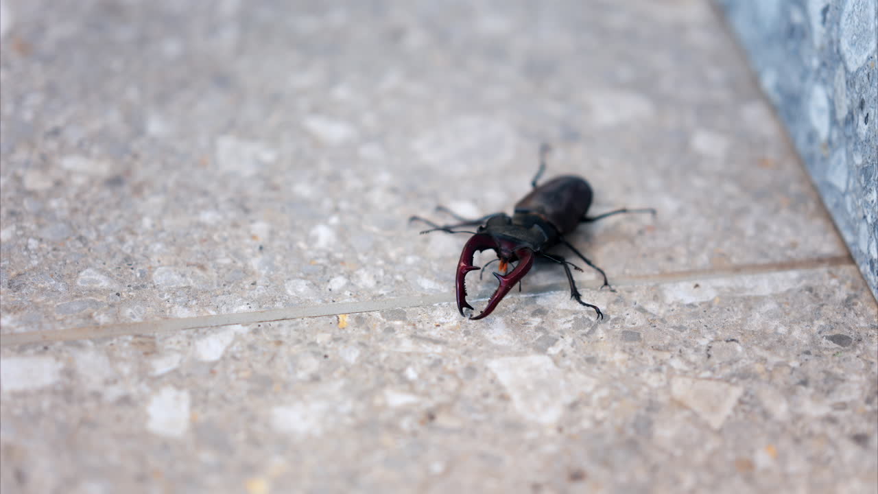 Large stag beetle crawling on pavement in daylight