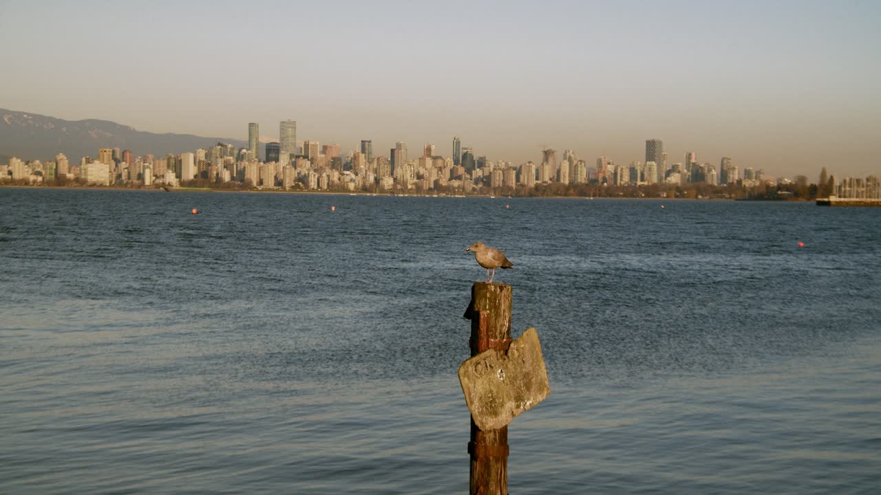 A Bird Fly Away From The Wood At Jericho Beach In Vancouver, Canada With Calm Blue Sea In The Background - Medium Shot