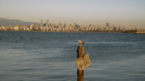 a bird fly away from the wood at jericho beach in vancouver, canada with calm blue sea in the background - medium shot