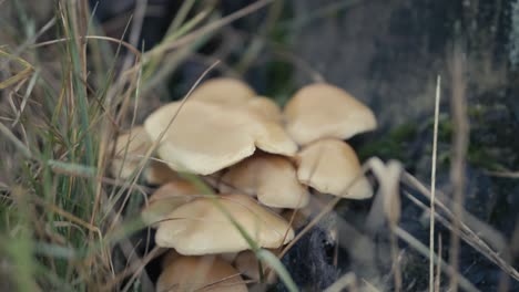 A-close-up-of-a-group-of-mushrooms-in-overgrown-foliage