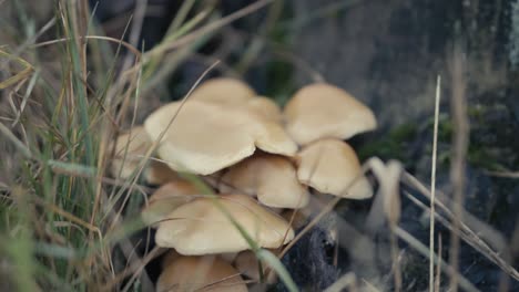 a close up of a group of mushrooms in overgrown foliage