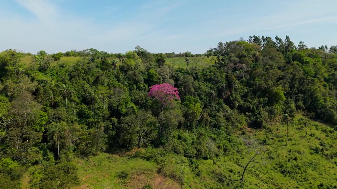 Veduta aerea di un lapacho rosa in fiore che spicca tra le rigogliose colline boschive