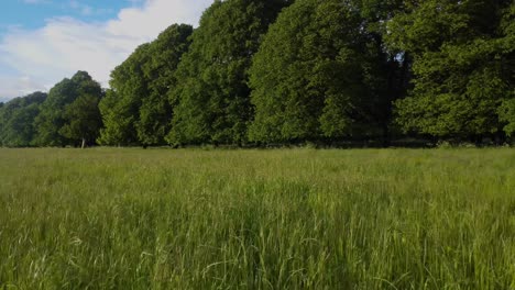 Aerial-video-of-a-drone-moving-backwards-through-long-green-grass-with-woodland-in-the-background---taken-in-Rockery-Park