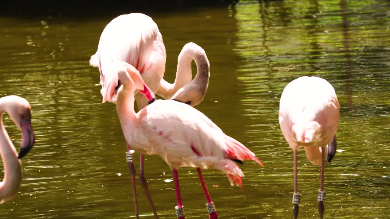 평온 한 공원 환경 에서 상호 작용 하는 플라밍고 들