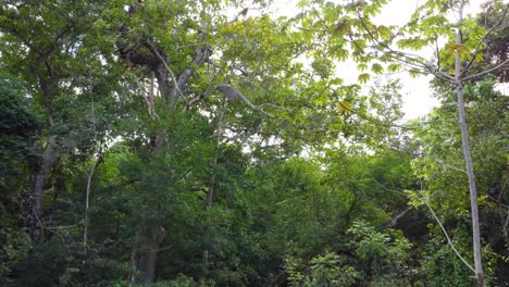 forest preservation area in the santa marta region, colombia