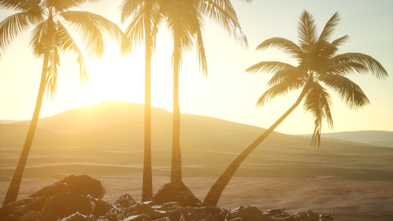 пальмы в пустыне на закате