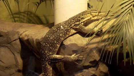 lagarto monitor tratando de escalar una roca y cayendo al agua