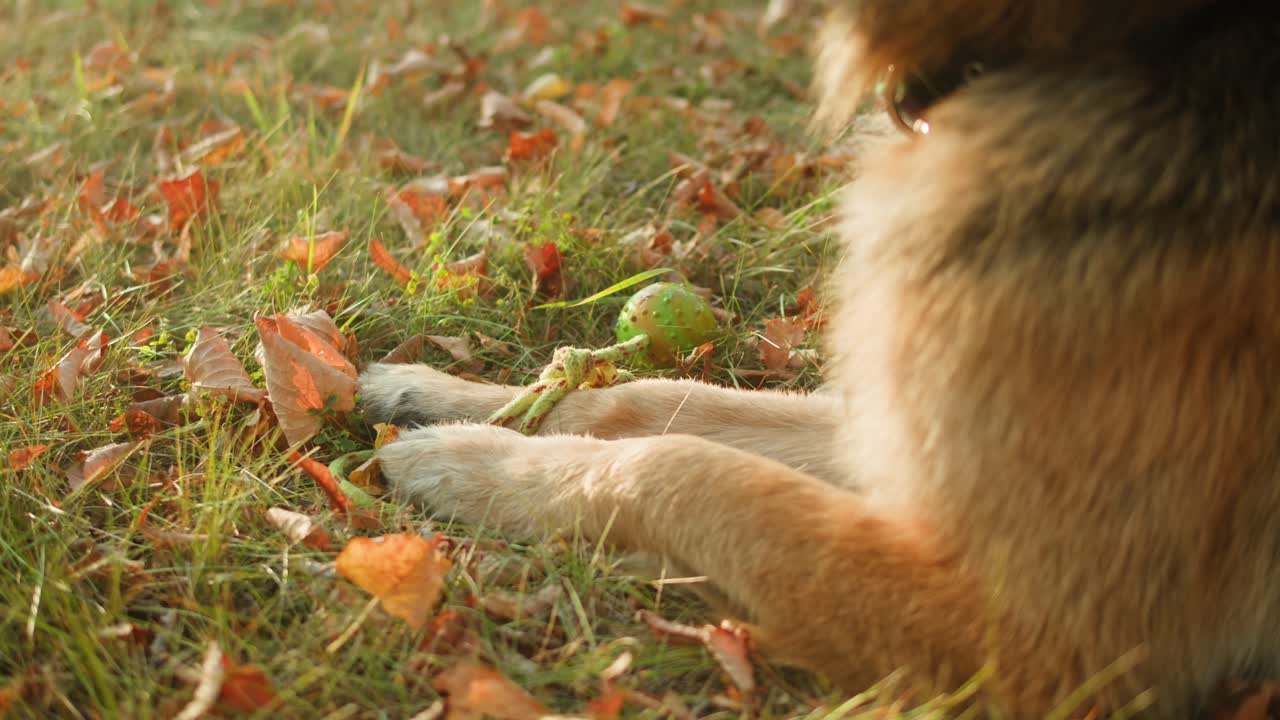 Dog resting in autumn leaves