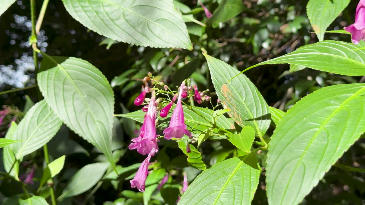 Bee hovers and pollinates purple Strobilanthes cusia flowers in bright, natural daylight outdoors