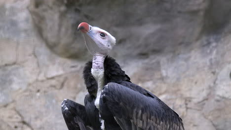 a beautiful bright white faced, white headed vulture looking around with black shiny wings folded - half body shot