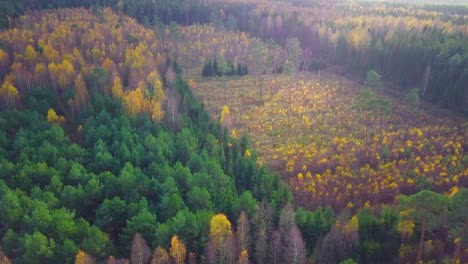 autumn in a forest, aerial top view, mixed forest, green conifers, birch trees with yellow leaves, fall colors countryside woodland, nordic forest landscape, wide establishing shot moving forward