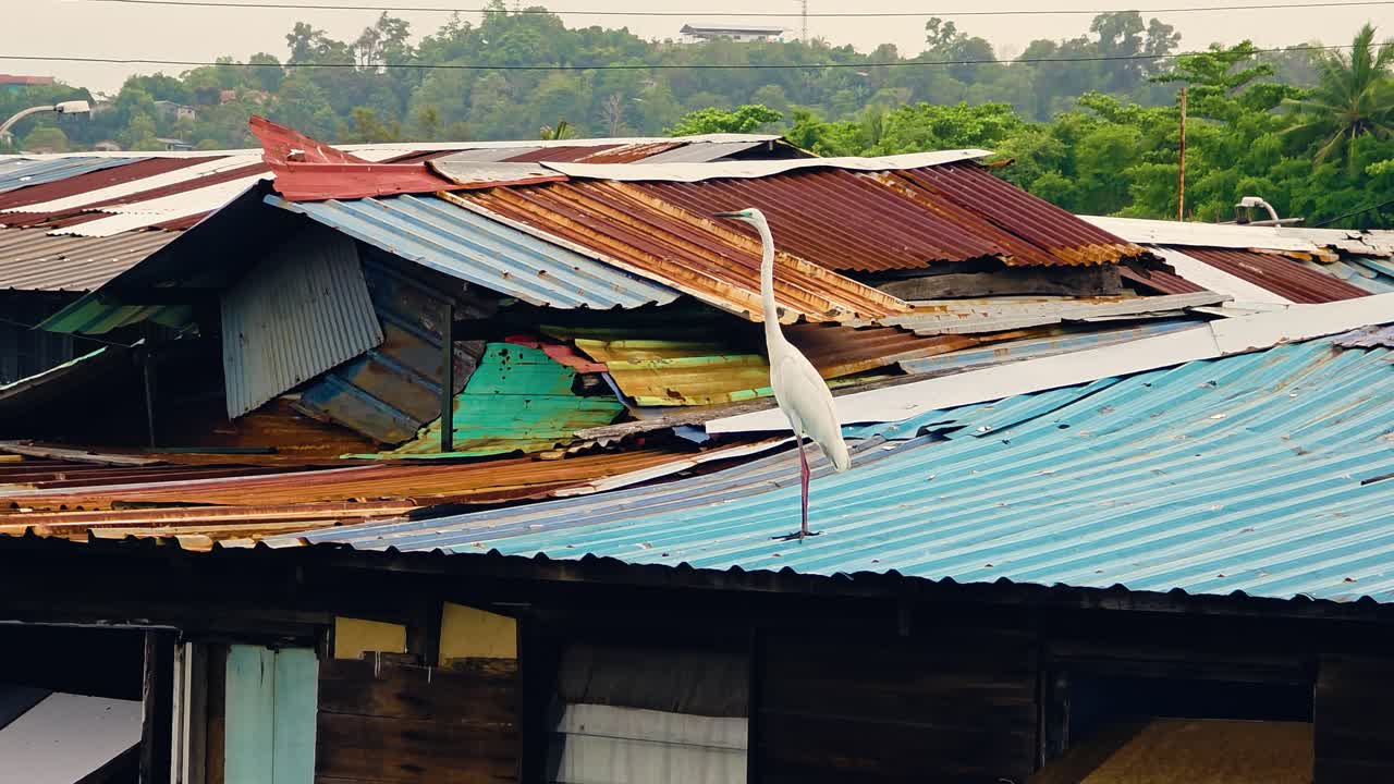 Little Egret perched on vibrant rooftop above rustic stilt houses near water in Kota Kinabalu Malaysia