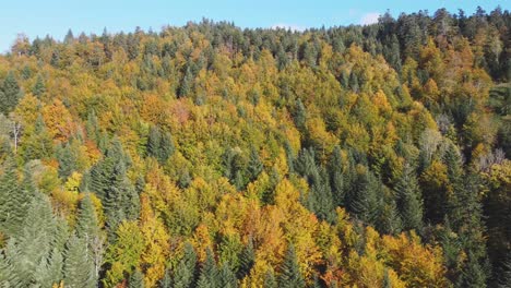 Hermosa-Vista-Aérea-Del-Bosque-De-Follaje-Naranja-Durante-La-Temporada-De-Otoño-En-La-Montaña