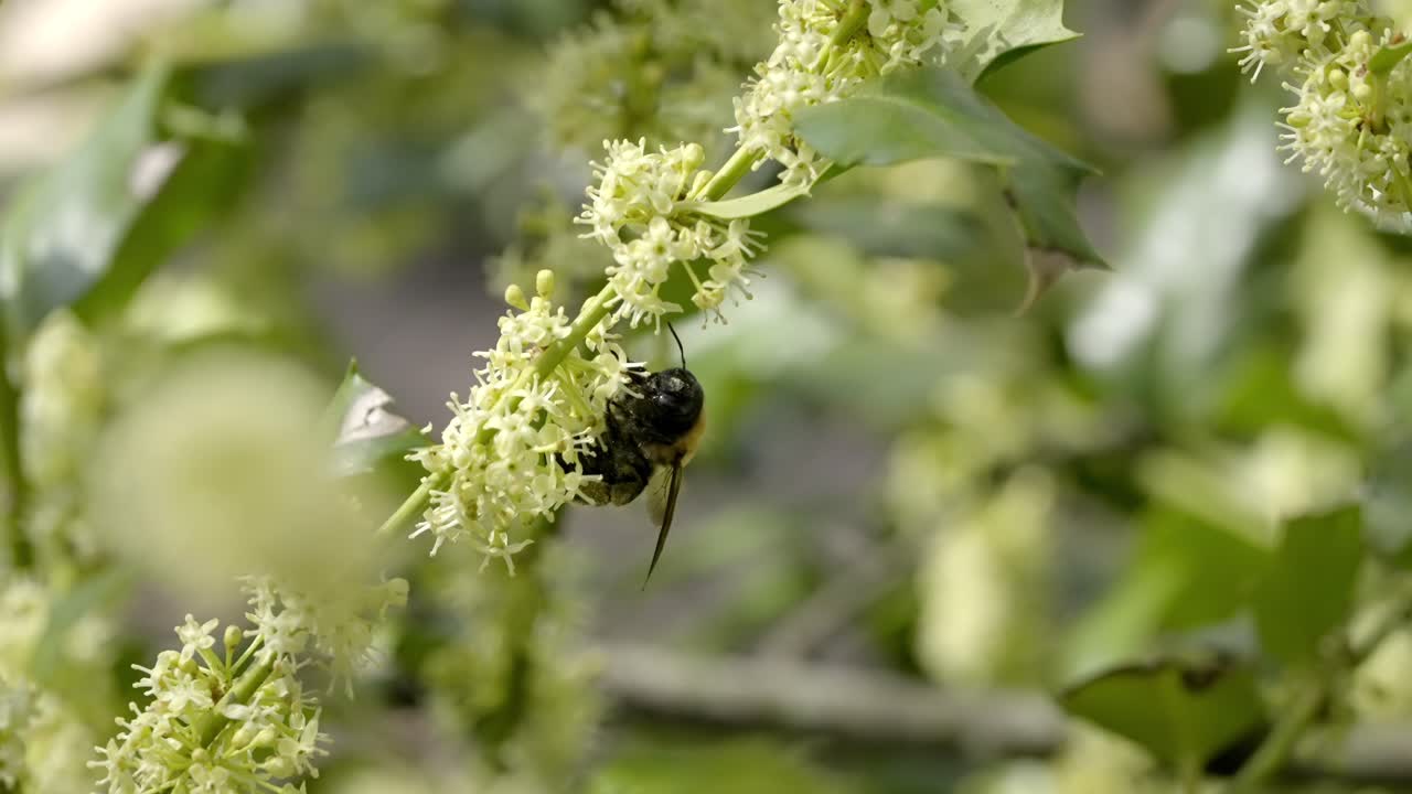 Carpenter Bee Visiting White Buttonbush Flower in Daylight