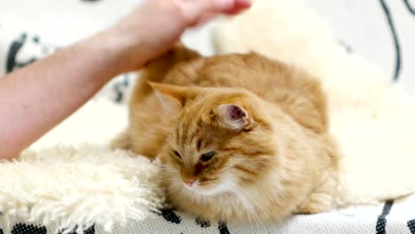 cute ginger cat lying in bed. men strokes fluffy pet, it purrs