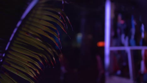 a palm tree is lit by coloured lights at night
