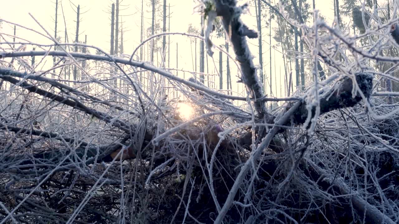 Frozen Forest After a Disaster