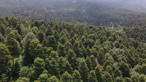 environment natural forest aerial