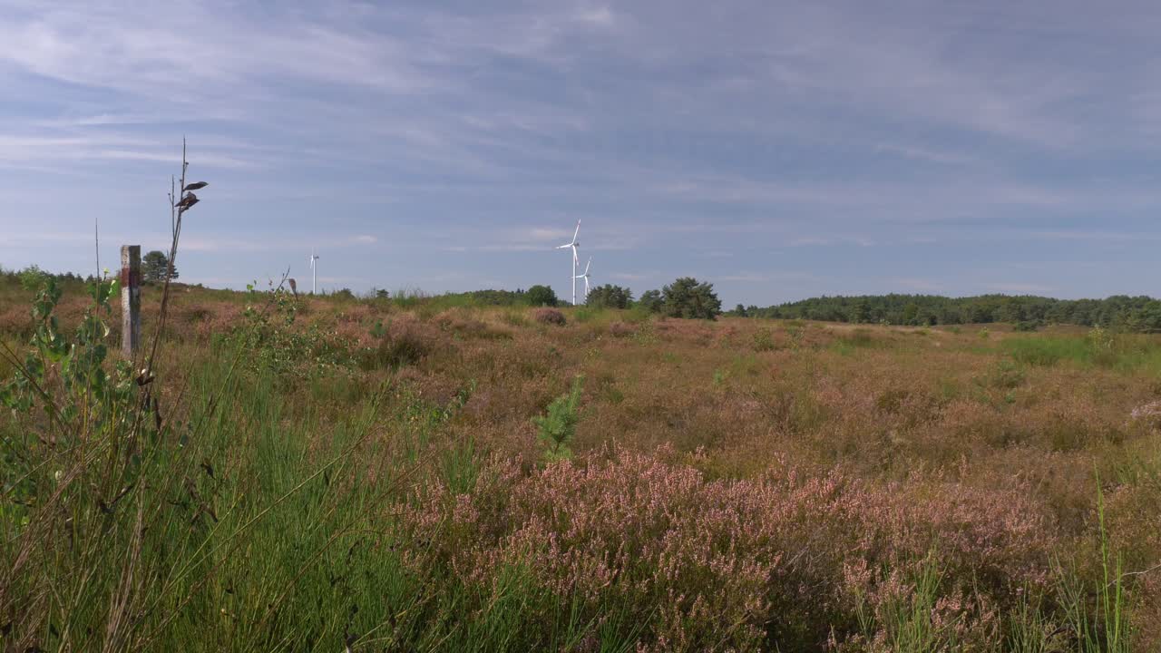 Vid utsikt over Mehlinger Heaths landskap med blomstrende lyng og fjerne vindturbiner