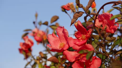 Close-up-beautiful-red-flower-blowing-in-wind-on-sunny-summer-day