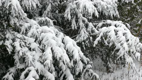 Thick-cover-of-snow-laying-heavy-on-fresh-evergreen-pine-branches-in-winter