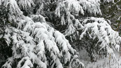 Dicke-Schneedecke,-Die-Im-Winter-Schwer-Auf-Frischen,-Immergrünen-Kiefernzweigen-Liegt