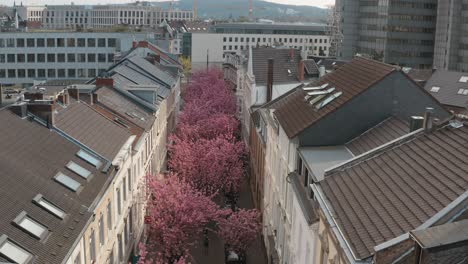 Drone---Toma-Aérea-De-Drones-De-La-Flor-De-Cerezo-Kirschbluete-En-Heerstraße-Heerstreet-Breitestraße-Bonn-Turismo-25p