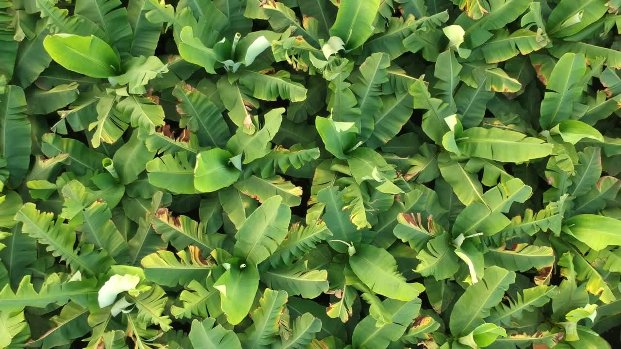 finca bananera en la india | fruta | agricultura | banano