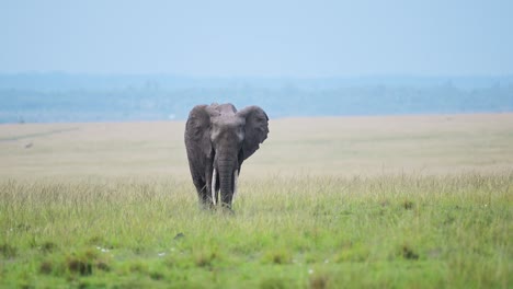 slow motion shot of lonely elephant walking and grazing in colourful green african plains of africa, wildlife in maasai mara national reserve, kenya, safari animals in masai mara north conservancy