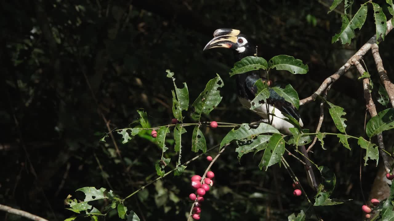 東方角 (anthracoceros albirostris) 在一棵樹枝的尖端,在早上伸出手去找水果,然後飛走,泰國khao yai國家公園